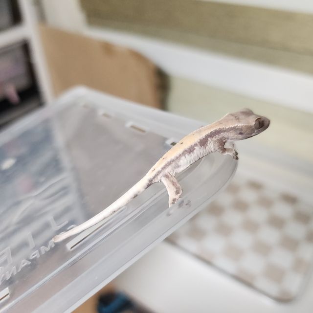 릴리 세이블