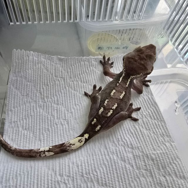 아잔틱