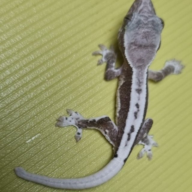 릴잔틱