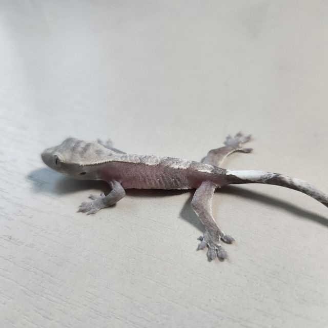 아잔틱