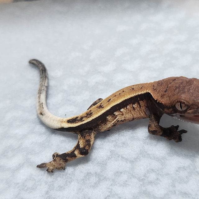 세이블