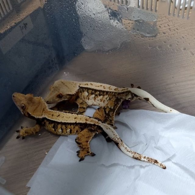 트라이