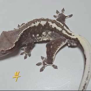 꺼멍부