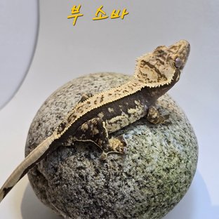 잔트부
