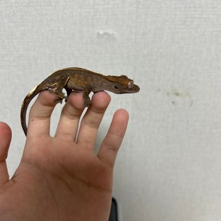 카푸치노