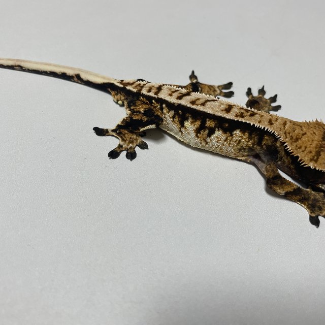 익스트림할리퀸 트라이 노멀