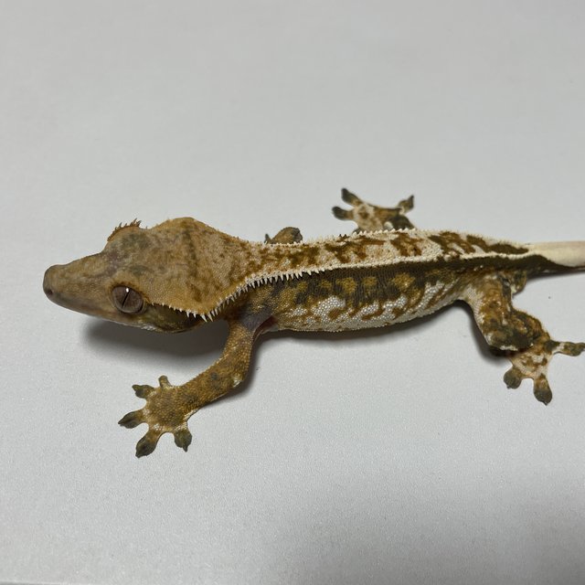 노멀 트라이 익스트림할리퀸