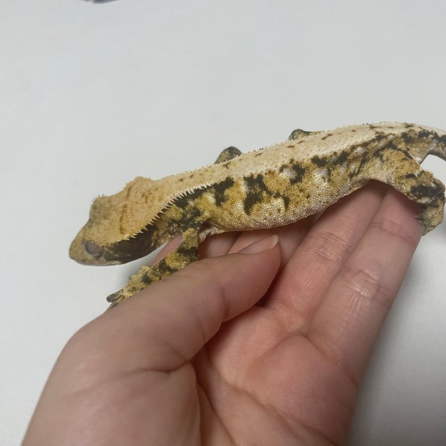 트라이 익스트림할리퀸 노멀