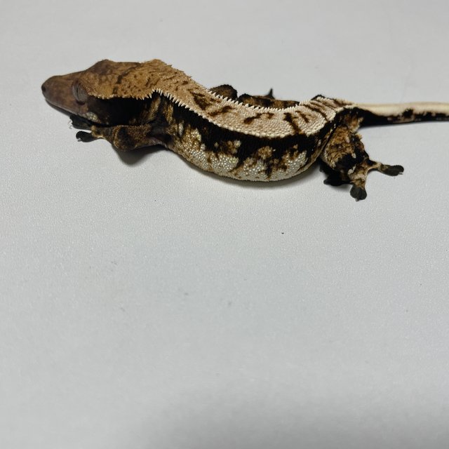 익스트림할리퀸 트라이 노멀