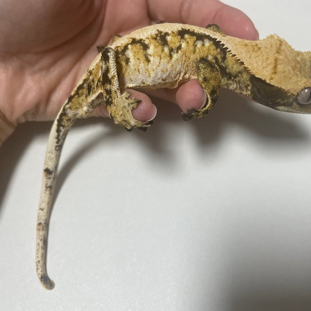 트라이 익스트림할리퀸 노멀