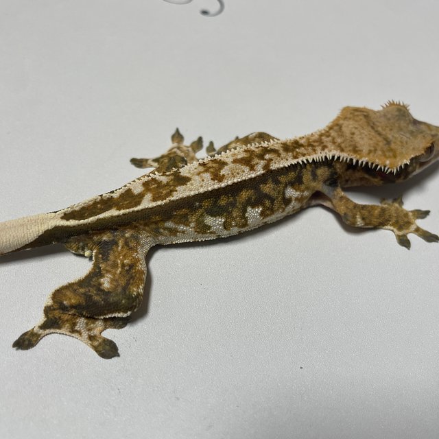 노멀 트라이 익스트림할리퀸