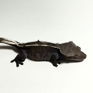 엘라