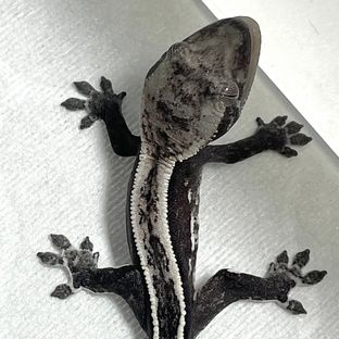 아잔틱