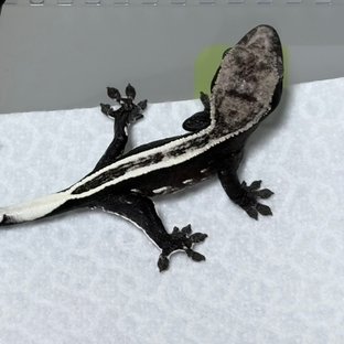 아잔틱 슈퍼스트라이프