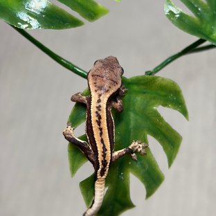 슈퍼스트라이프 쿼드