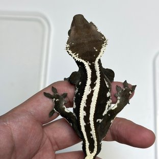 아잔틱