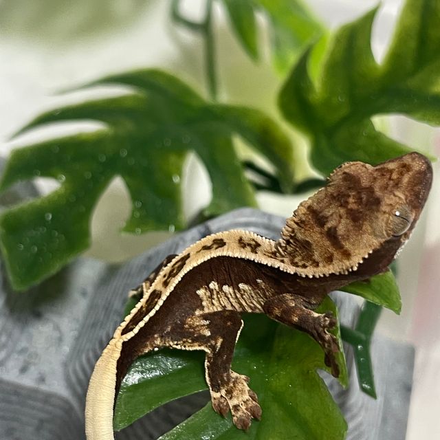 100%헷아잔틱