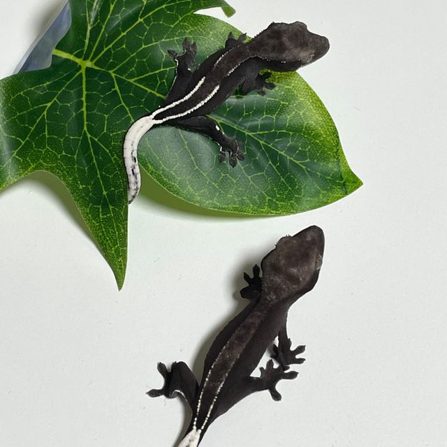 아잔틱