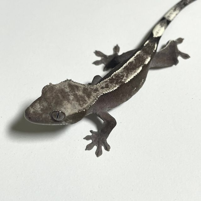 아잔틱