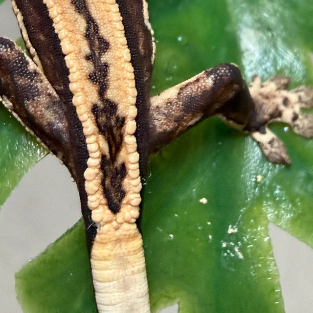 슈퍼스트라이프 쿼드