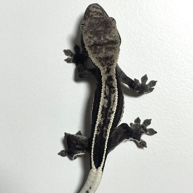 아잔틱