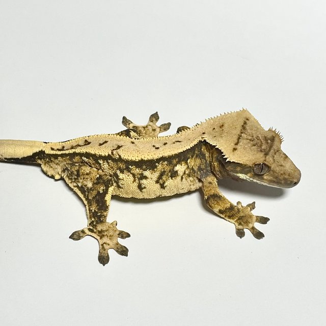 노멀 트라이 핀스트라이프