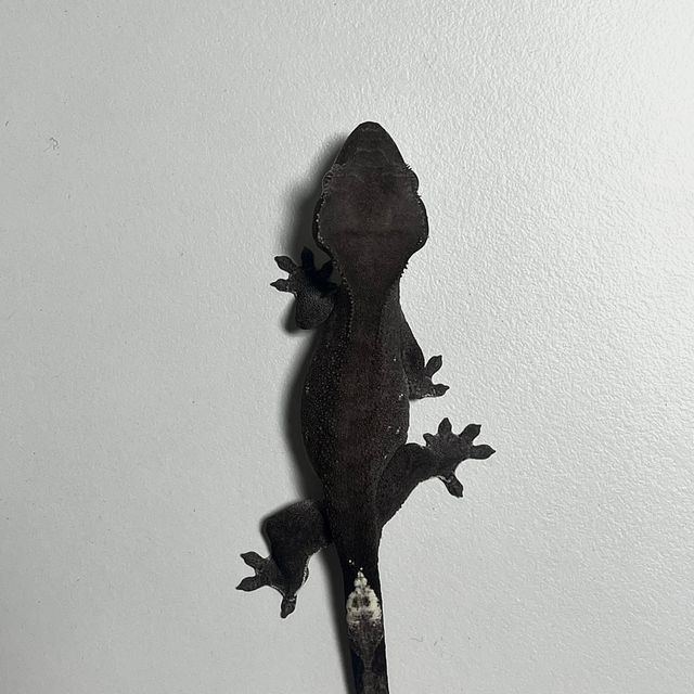 아잔틱 알티