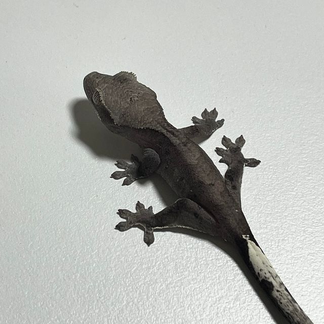 아잔틱 알티