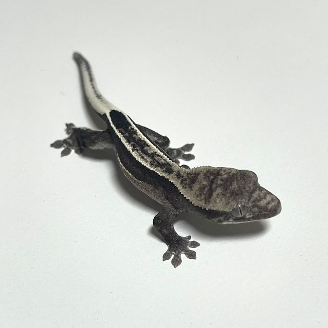 아잔틱
