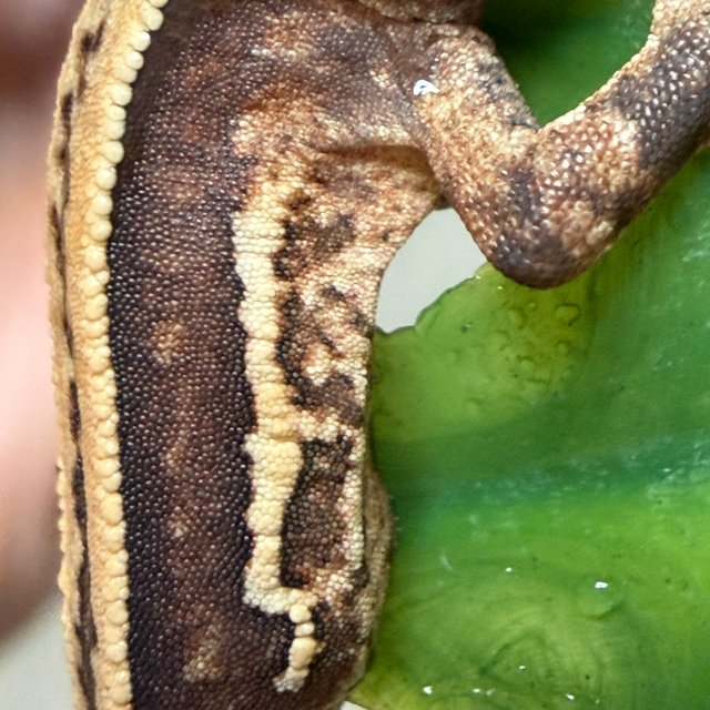 슈퍼스트라이프 쿼드