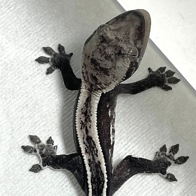 아잔틱