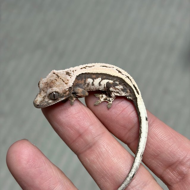 슈퍼스트라이프 세이블