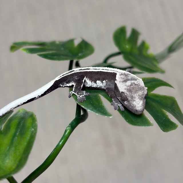 슈퍼스트라이프 아잔틱