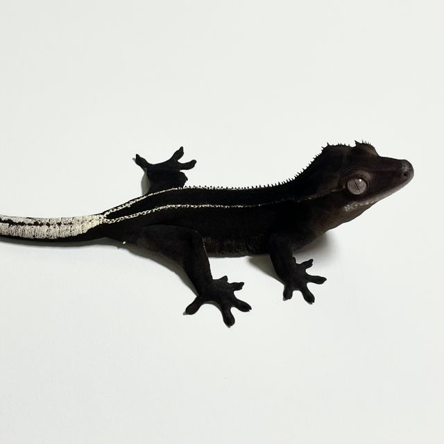 아잔틱