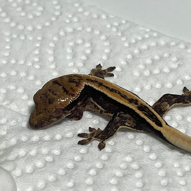 100%헷아잔틱 슈퍼스트라이프