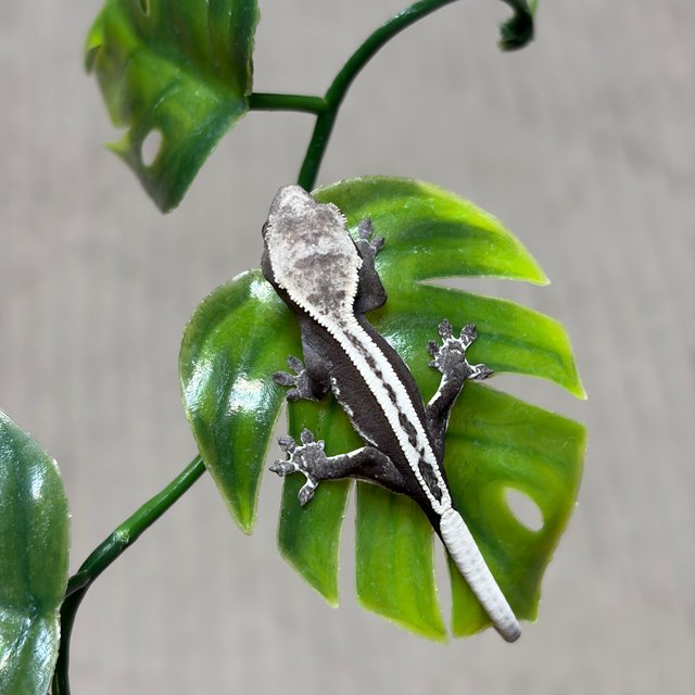 슈퍼스트라이프 아잔틱