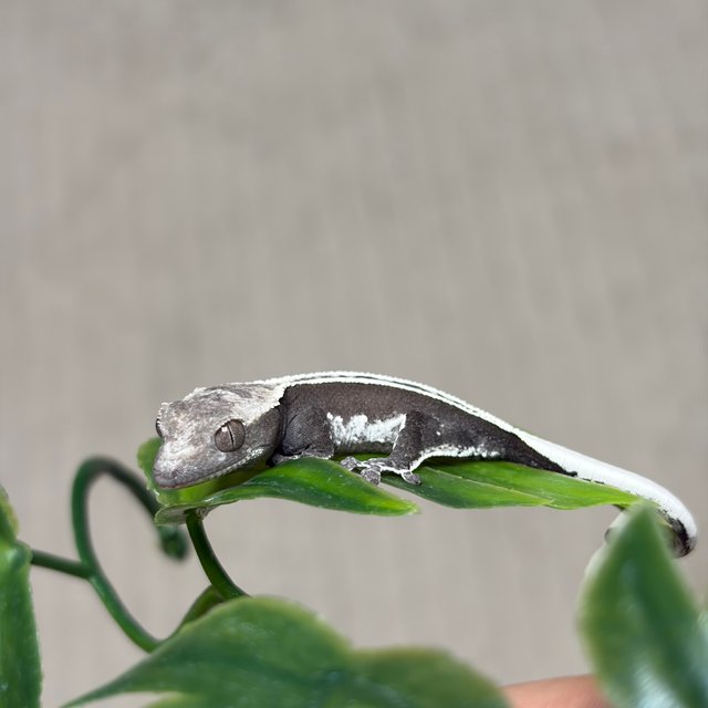 슈퍼스트라이프 아잔틱