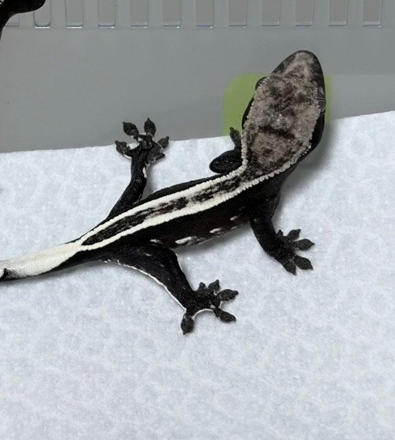 아잔틱 슈퍼스트라이프