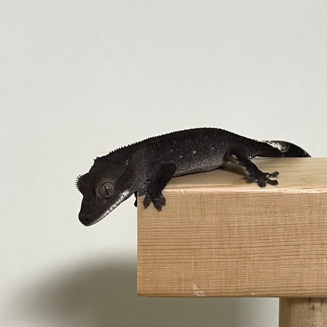 아잔틱 알티