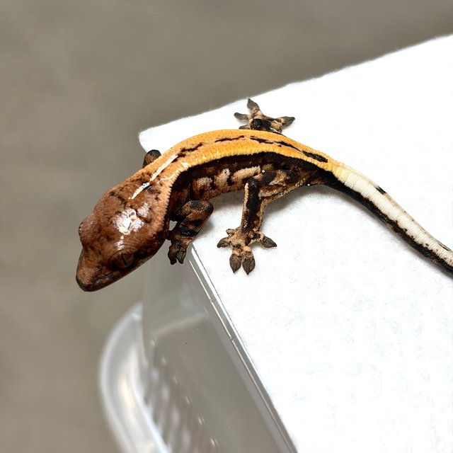 슈퍼스트라이프 세이블