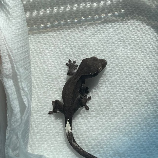 아잔틱 알티