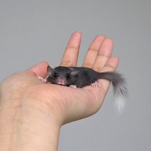 블랙