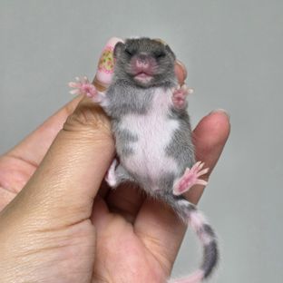 블랙 버크셔