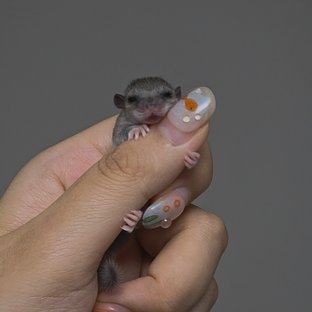 노말