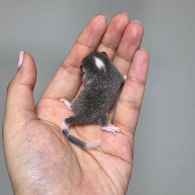 블랙 버크셔
