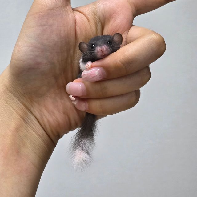 블랙