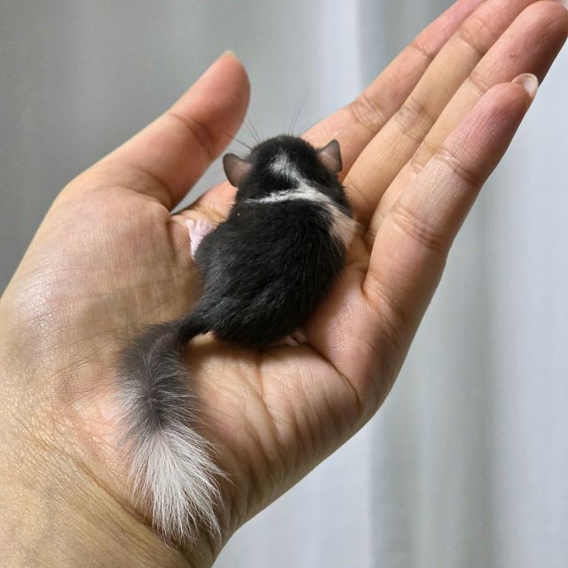 블랙