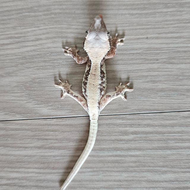 릴리 세이블