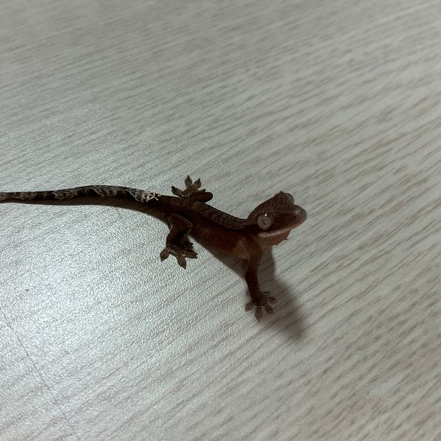 팬텀 카푸치노 다크 레드