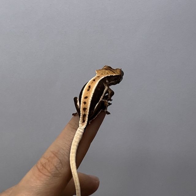 릴리화이트 블랙 화이트